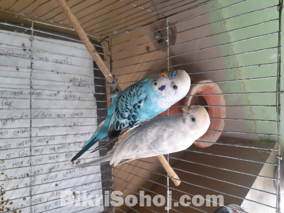 Bajrigar adult pair